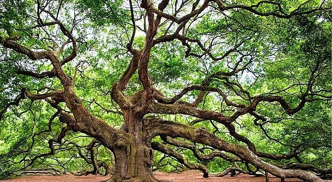 Дъб на 300 г. се бори за Европейско дърво