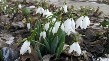 Малък Сечко ни отпуска леко днес
