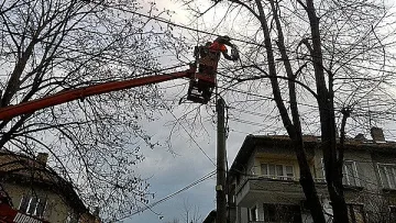 Обезопасяват короните на 80 дървета в центъра на Плевен