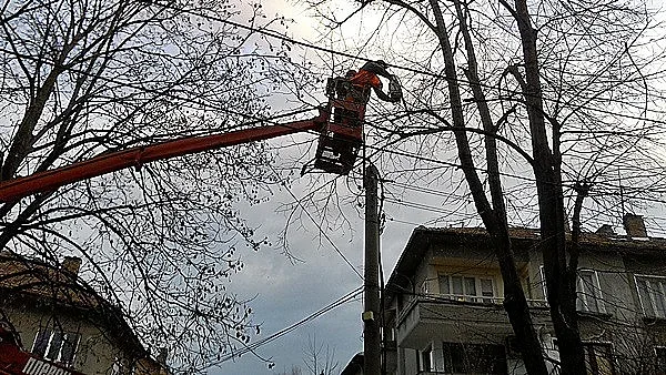 Обезопасяват короните на 80 дървета в центъра на Плевен