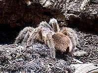 Паяци, мечки и китове забранени вкъщи