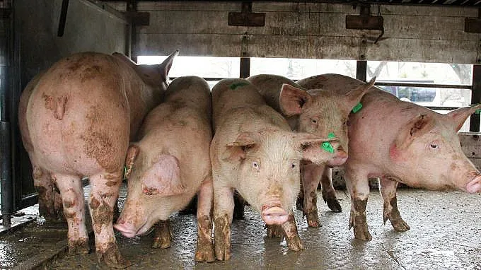 Откриха във Варненско африканско чума в диво прасе