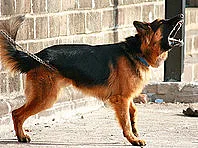 Глоба за силен и натрапчив кучешки лай във Франция