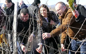 Лозята в България се увеличават всяка година