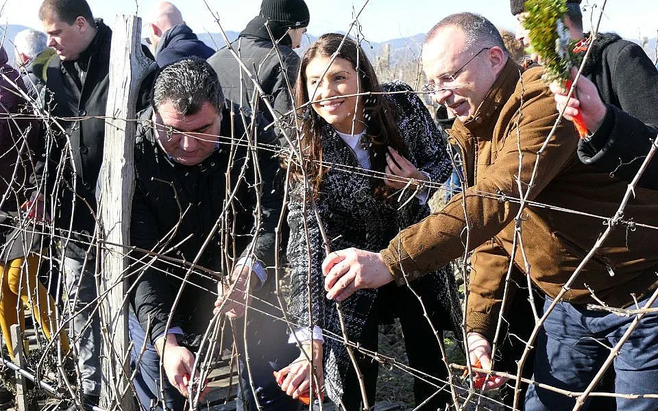 Лозята в България се увеличават всяка година