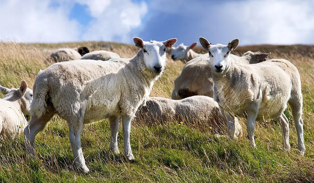 Ужасна зараза заплашва целия земеделски сектор по света