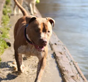Питбул без намордник нападна петима в Хасково