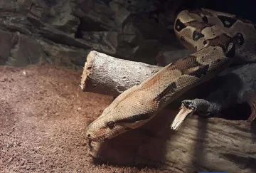 Боата беглец била удушвач (ОБНОВЕНА)