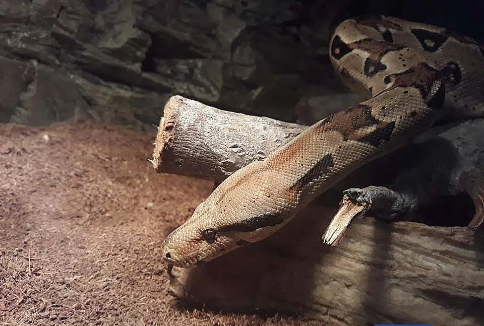 Боата беглец била удушвач (ОБНОВЕНА)