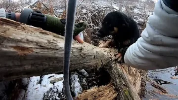Рибари спасиха бедстващо в река куче