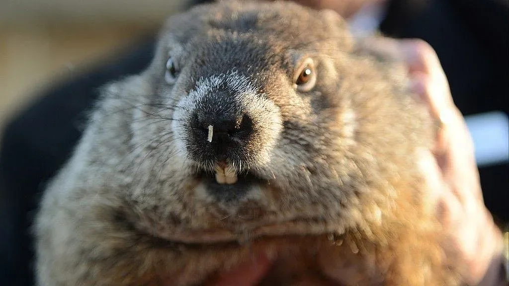 Днес мармотът Фил ще направи прогнозата си за времето