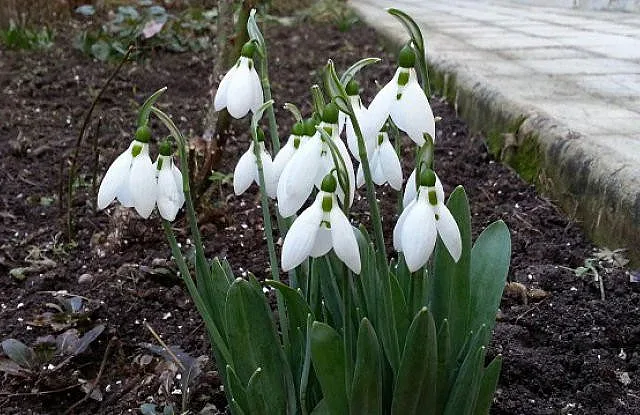 Пролетта идва за седмица