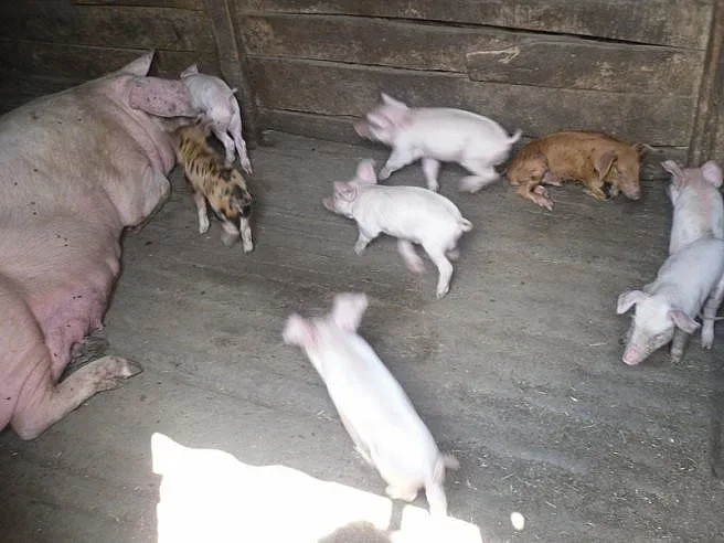 Баба кръщава животните си на политици