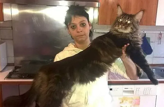 Италия се похвали с най-дългия котарак в света