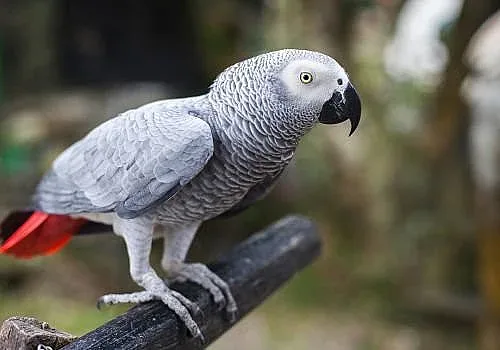 В РИОСВ-Пазарджик има регистрирани 93 защитени животни