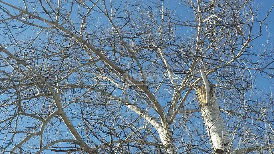 Четвърти ден котка бедства на дърво, няма кой да я свали