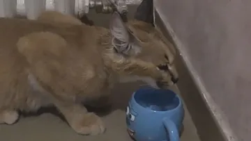 Приключенията на каракала Гръм: Конфискуват животното