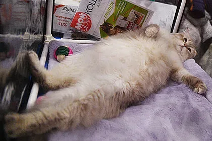 Най-дебелата котка си търси стопанин