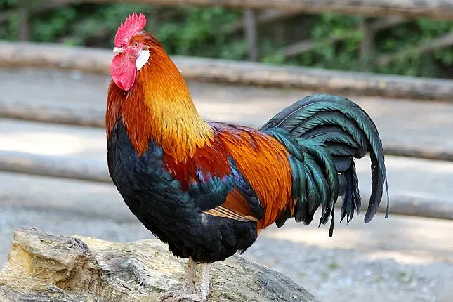 Петльовден е