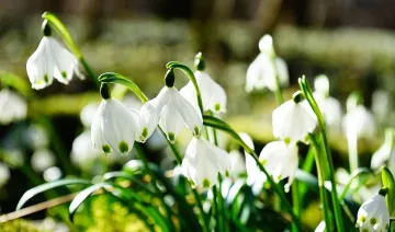 Пролетта настъпва с пълна сила, но до дни иде обрат на времето