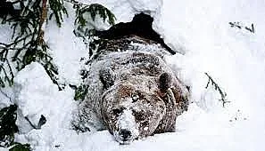 Всичките мечки в парка в Белица заспаха зимен сън