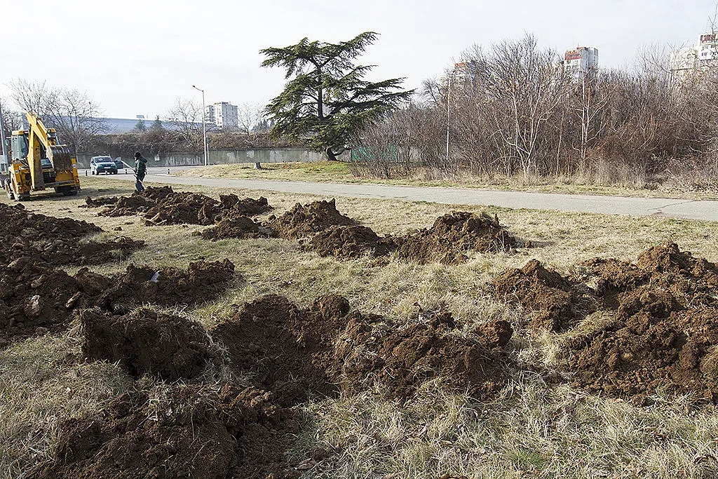 В Стара Загора засаждат живите коледни дръвчета