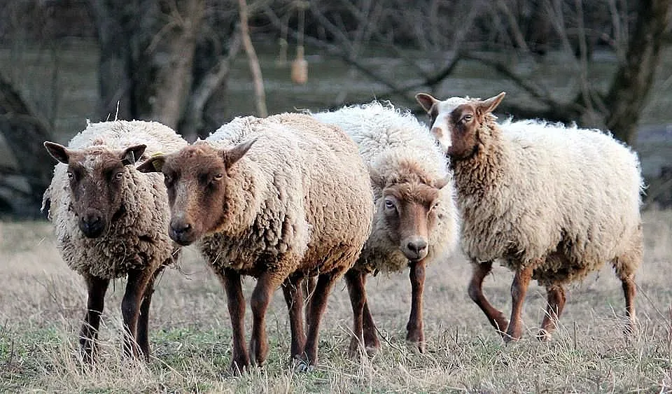 БАБХ вдигна част от забраната си за дребни животни