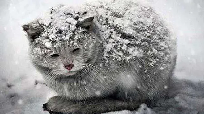 Минус 19 градуса бе в Кнежа тази сутрин