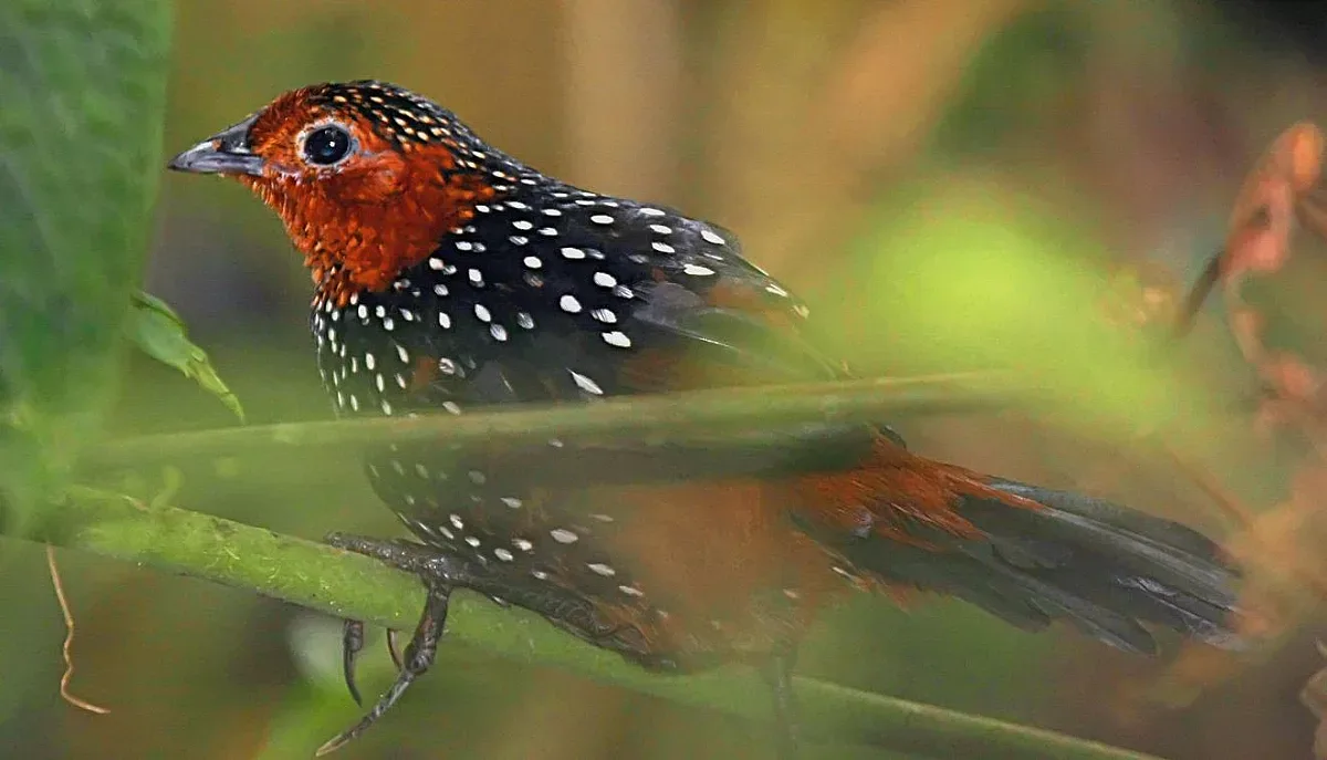 Топаколо е най-рядката птица в света