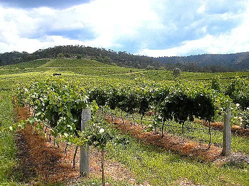 Новата лозаро-винарска програма тръгва от 28 януари