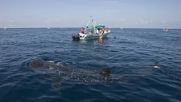 Заснеха най-голямата риба в света