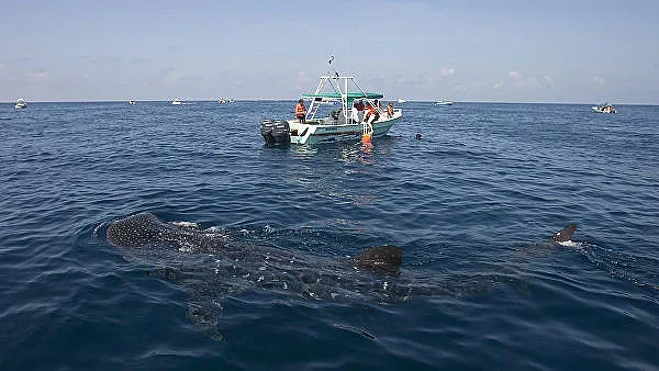 Заснеха най-голямата риба в света