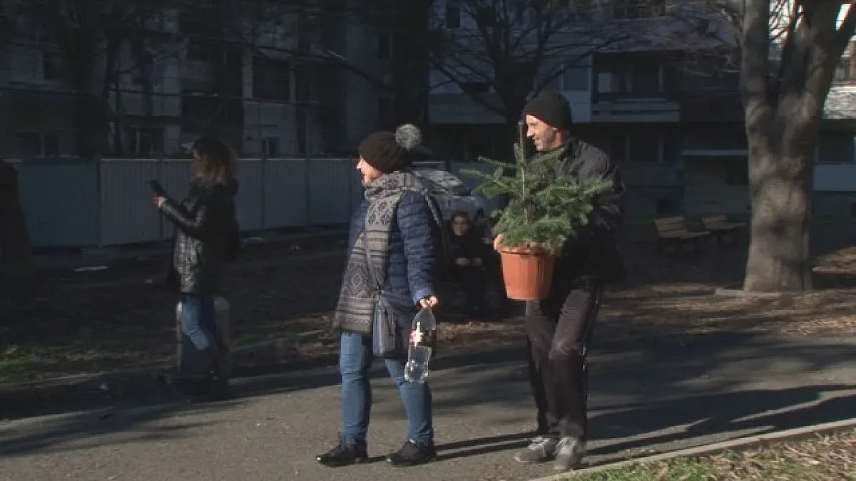 "Гора" от коледни елхи в Бургас