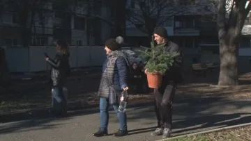 "Гора" от коледни елхи в Бургас