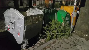 Столичният инспекторат: Не изхвърляйте елхите в кофите за боклук
