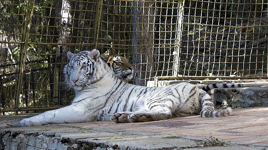 Бял тигър радва старозагорските деца