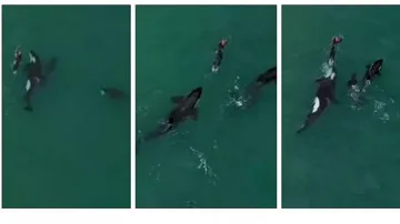 Опасни кадри: Жена плува с китове-убийци!