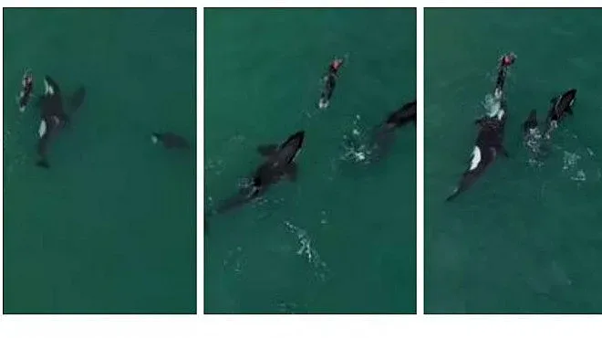 Опасни кадри: Жена плува с китове-убийци!