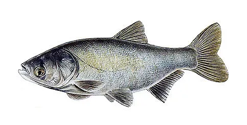 Рибена чорба и риба приготвят  за бедни във Велики Преслав