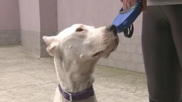 Жена пропътува 120 км, за да спаси изоставено куче