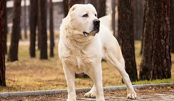 Ловец изби три кучета, налетяли на наденицата му