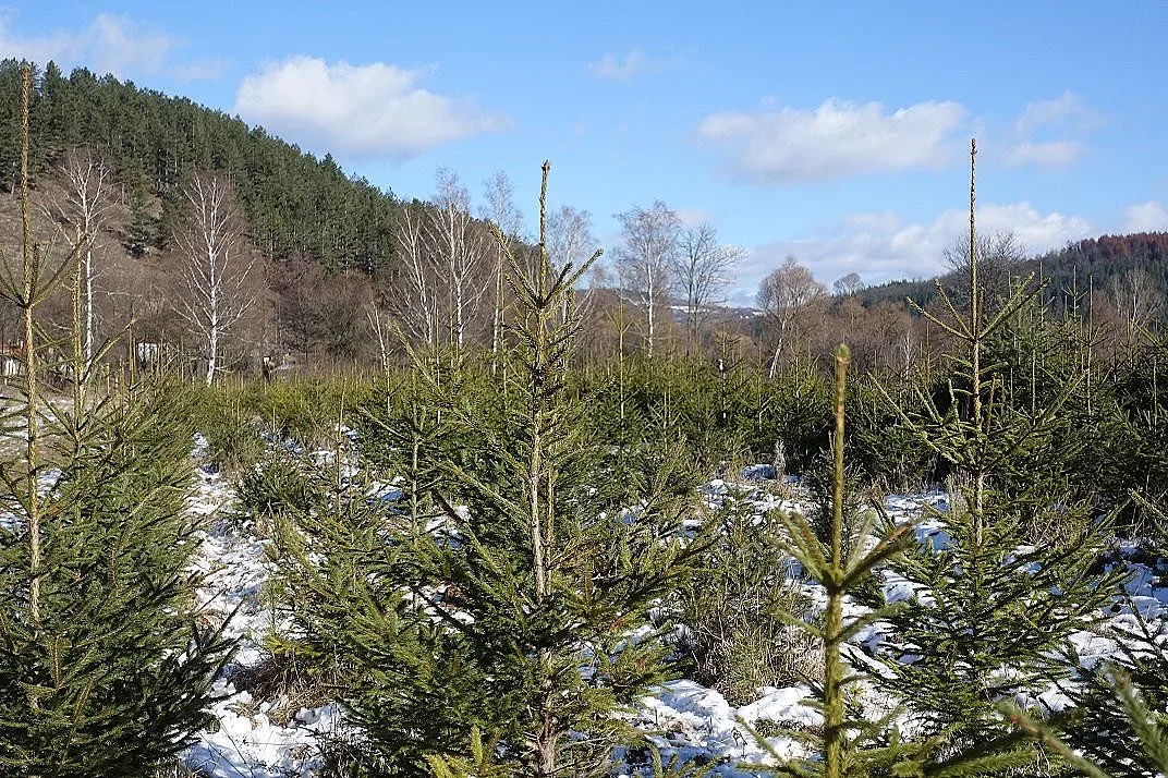 Над 13 хиляди коледни елхи предлага на пазара ЮЗДП