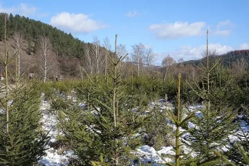 Над 13 хиляди коледни елхи предлага на пазара ЮЗДП