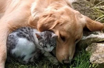 Благотворителен базар за бездомни животни