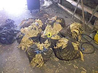 Разбиха нелегална фабрика за тютюн в кубратско