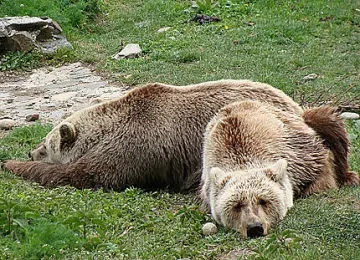 Мечките в Белица заспаха зимния си сън