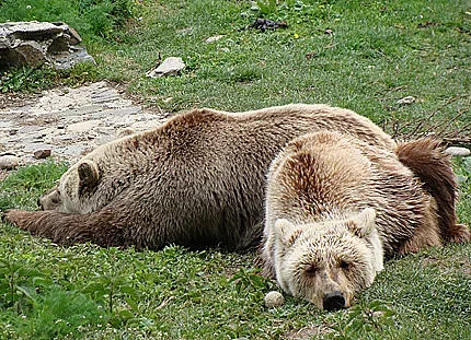 Мечките в Белица заспаха зимния си сън