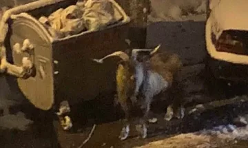 Козел се разхожда из столичния квартал „Младост”