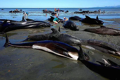 145 делфина се самоубиха в Нова Зеландия