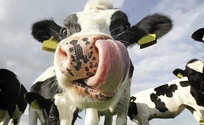 Швейцария гласува за рогата и честта на кравите си